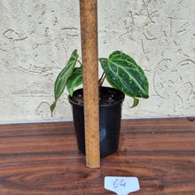 Load image into Gallery viewer, #64 Anthurium Magnificum Hybrid x