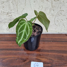 Load image into Gallery viewer, #64 Anthurium Magnificum Hybrid x