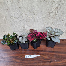Load image into Gallery viewer, #330 Begonia Pack - 4 x plants