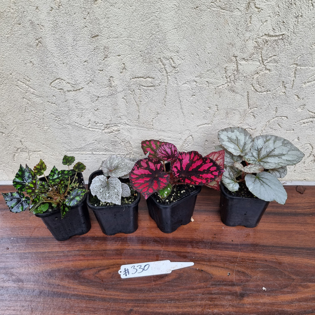 #330 Begonia Pack - 4 x plants