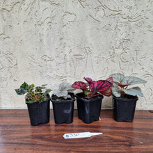Load image into Gallery viewer, #330 Begonia Pack - 4 x plants
