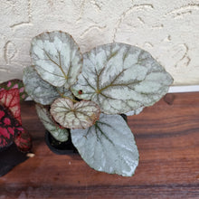 Load image into Gallery viewer, #330 Begonia Pack - 4 x plants