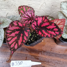 Load image into Gallery viewer, #330 Begonia Pack - 4 x plants