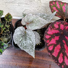 Load image into Gallery viewer, #330 Begonia Pack - 4 x plants