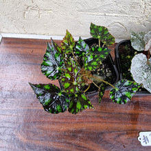 Load image into Gallery viewer, #330 Begonia Pack - 4 x plants