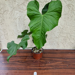 #39 Anthurium Balaoanum