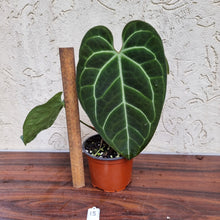 Load image into Gallery viewer, #15 Anthurium &#39;Black Sensation&#39; x Crystallinum