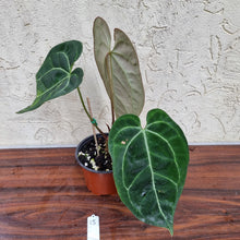 Load image into Gallery viewer, #15 Anthurium &#39;Black Sensation&#39; x Crystallinum