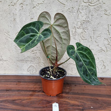 Load image into Gallery viewer, #15 Anthurium &#39;Black Sensation&#39; x Crystallinum