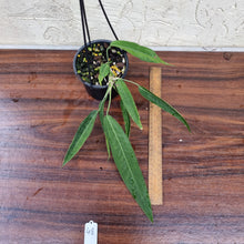 Load image into Gallery viewer, #48 Anthurium Pallidiflorum