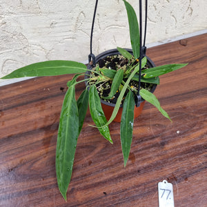 #77 Anthurium Pallidiflorum - Multiple heads