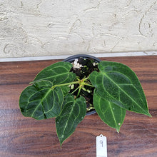 Load image into Gallery viewer, #9 Anthurium Forgetii x Crystallinum