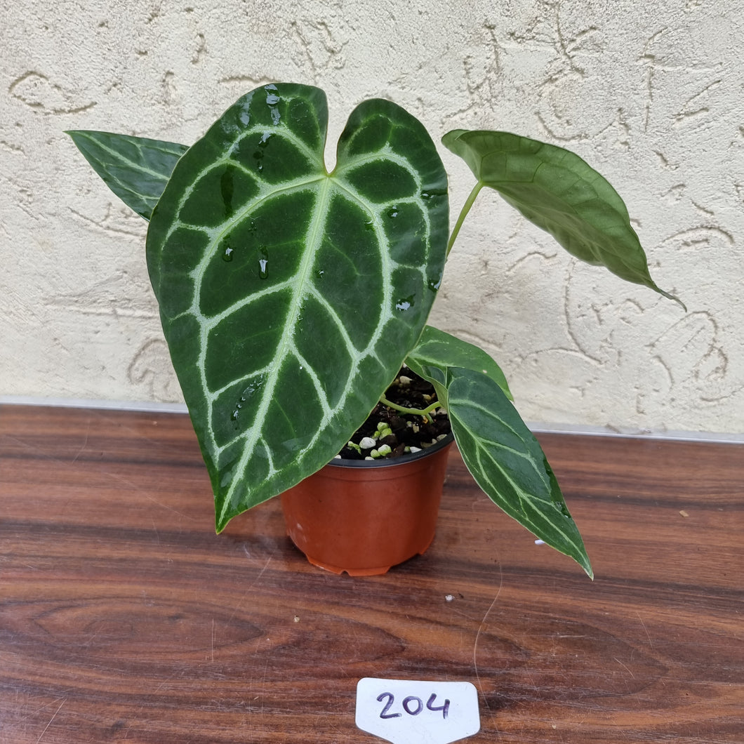 #204 Anthurium Crystallinum x (Thick Veining)