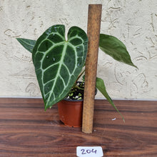 Load image into Gallery viewer, #204 Anthurium Crystallinum x (Thick Veining)