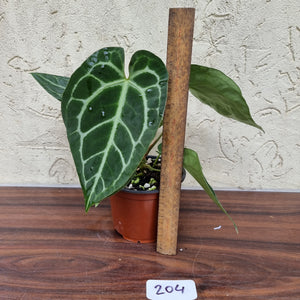 #204 Anthurium Crystallinum x (Thick Veining)