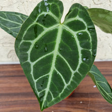 Load image into Gallery viewer, #204 Anthurium Crystallinum x (Thick Veining)