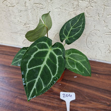 Load image into Gallery viewer, #204 Anthurium Crystallinum x (Thick Veining)