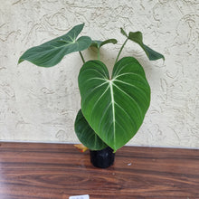 Load image into Gallery viewer, #302 Philodendron Gloriosum