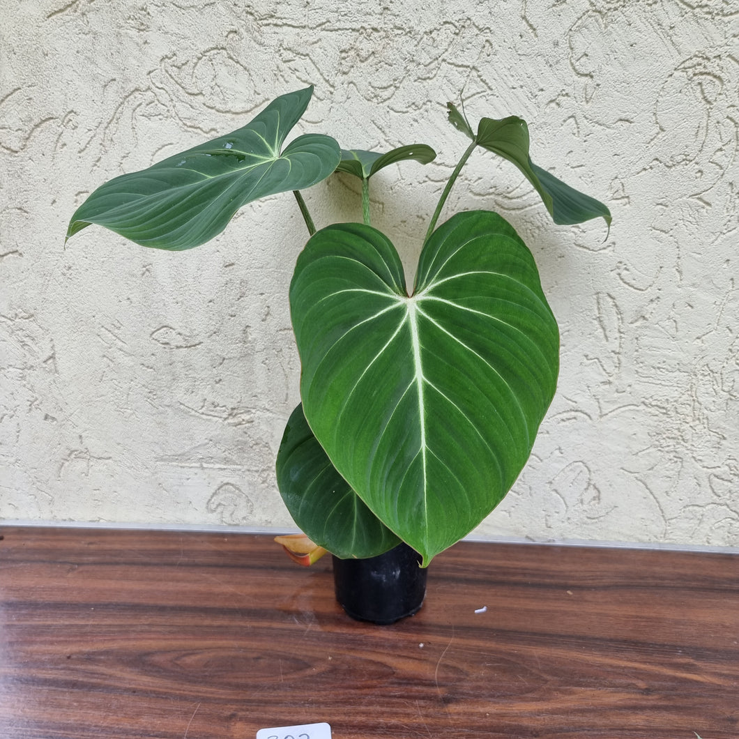 #302 Philodendron Gloriosum