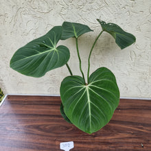 Load image into Gallery viewer, #302 Philodendron Gloriosum