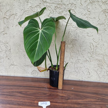 Load image into Gallery viewer, #302 Philodendron Gloriosum