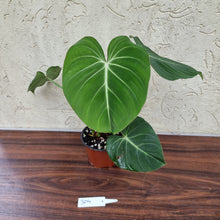 Load image into Gallery viewer, #304 Philodendron Gloriosum