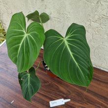 Load image into Gallery viewer, #304 Philodendron Gloriosum