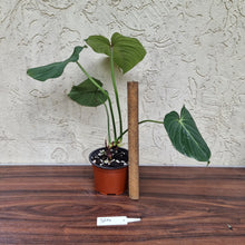 Load image into Gallery viewer, #304 Philodendron Gloriosum