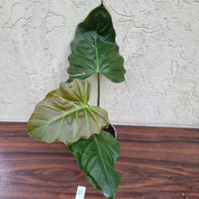 Load image into Gallery viewer, #21 Philodendron Corsinianum / &#39;Bronze Shield&#39;
