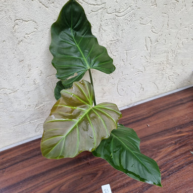 #21 Philodendron Corsinianum / 'Bronze Shield'