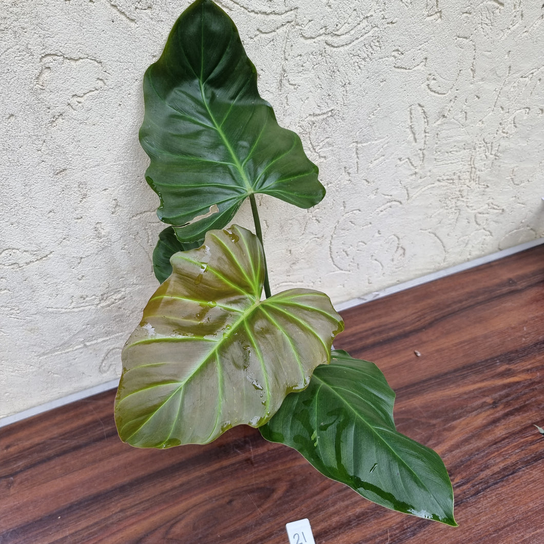 #21 Philodendron Corsinianum / 'Bronze Shield'