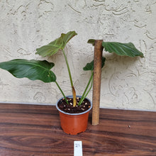 Load image into Gallery viewer, #21 Philodendron Corsinianum / &#39;Bronze Shield&#39;