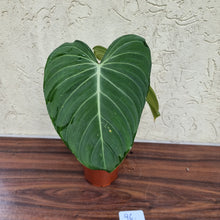 Load image into Gallery viewer, #96 Philodendron Glorious (Melanochrysum x Gloriosum)