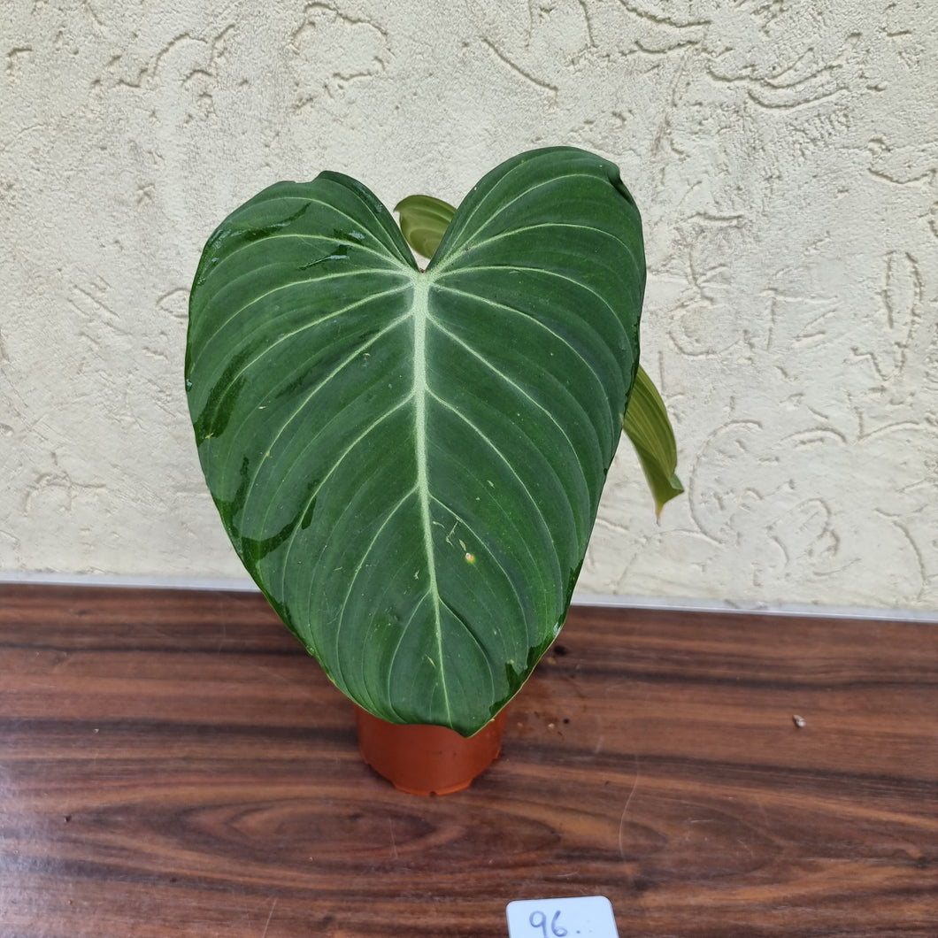 #96 Philodendron Glorious (Melanochrysum x Gloriosum)