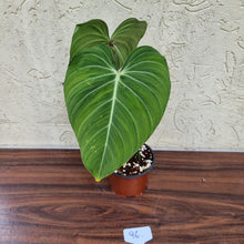 Load image into Gallery viewer, #96 Philodendron Glorious (Melanochrysum x Gloriosum)