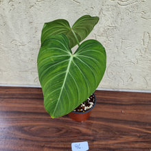 Load image into Gallery viewer, #96 Philodendron Glorious (Melanochrysum x Gloriosum)