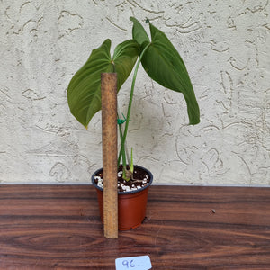 #96 Philodendron Glorious (Melanochrysum x Gloriosum)