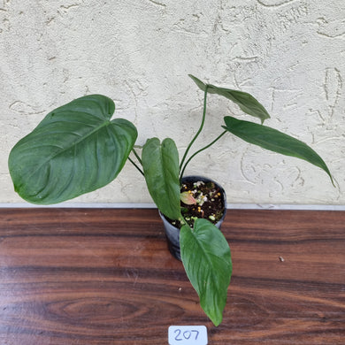 #207 Philodendron Tenue x Plowmanii