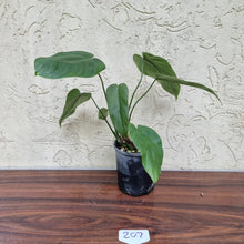 Load image into Gallery viewer, #207 Philodendron Tenue x Plowmanii