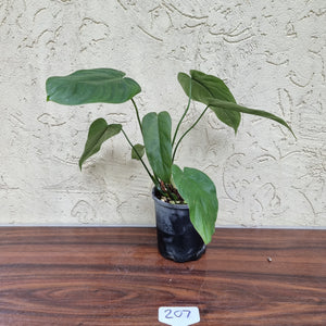 #207 Philodendron Tenue x Plowmanii