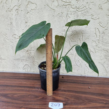 Load image into Gallery viewer, #207 Philodendron Tenue x Plowmanii