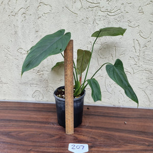 #207 Philodendron Tenue x Plowmanii