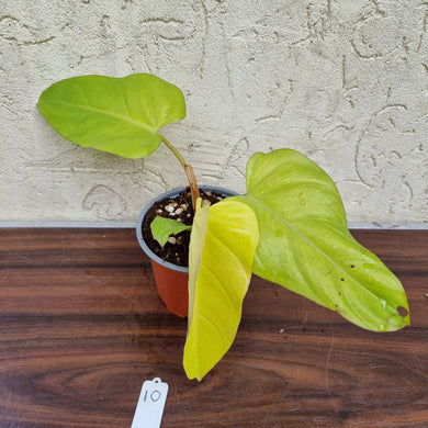 #10 Philodendron Golden Erubescens