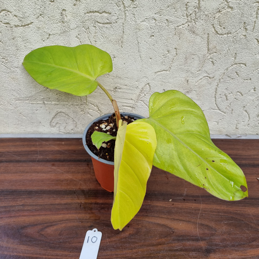 #10 Philodendron Golden Erubescens