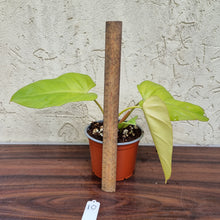 Load image into Gallery viewer, #10 Philodendron Golden Erubescens