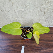 Load image into Gallery viewer, #10 Philodendron Golden Erubescens