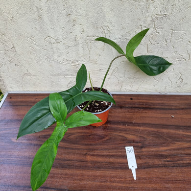 #50 Philodendron 69686 - 'Big Ears'