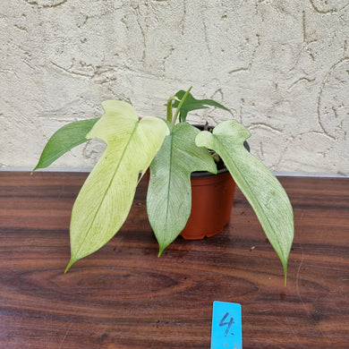 #4 Philodendron Florida Ghost - NON TC