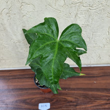 Load image into Gallery viewer, #105 Anthurium Macrolobium x