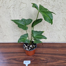 Load image into Gallery viewer, #105 Anthurium Macrolobium x